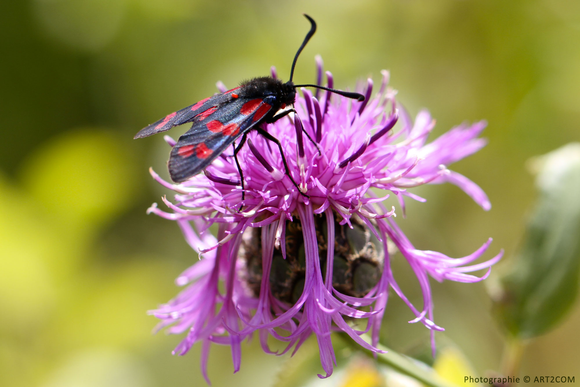 Papillon de la réserve naturelle